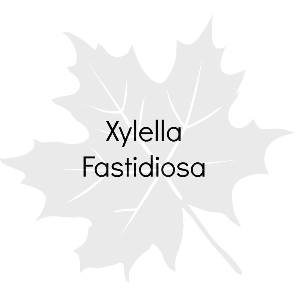 Xylella Fastidiosa